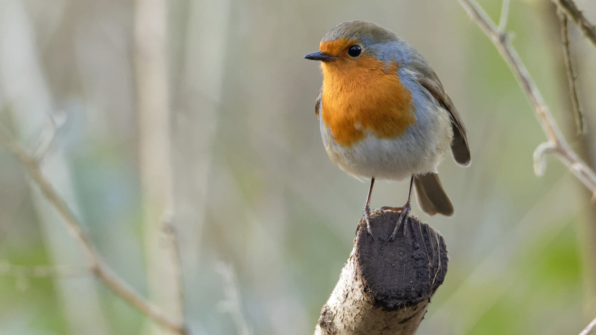 Robin on perch - photo iStock (James Gledhill)