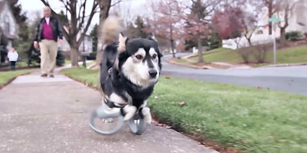 Hunden løper på 3D-printede proteser