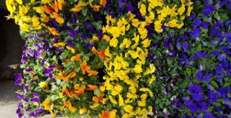 blommor-galaxy-s7-480x245