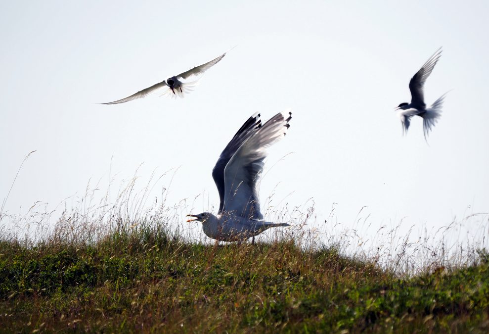 Olympus 150-400mm sample VII