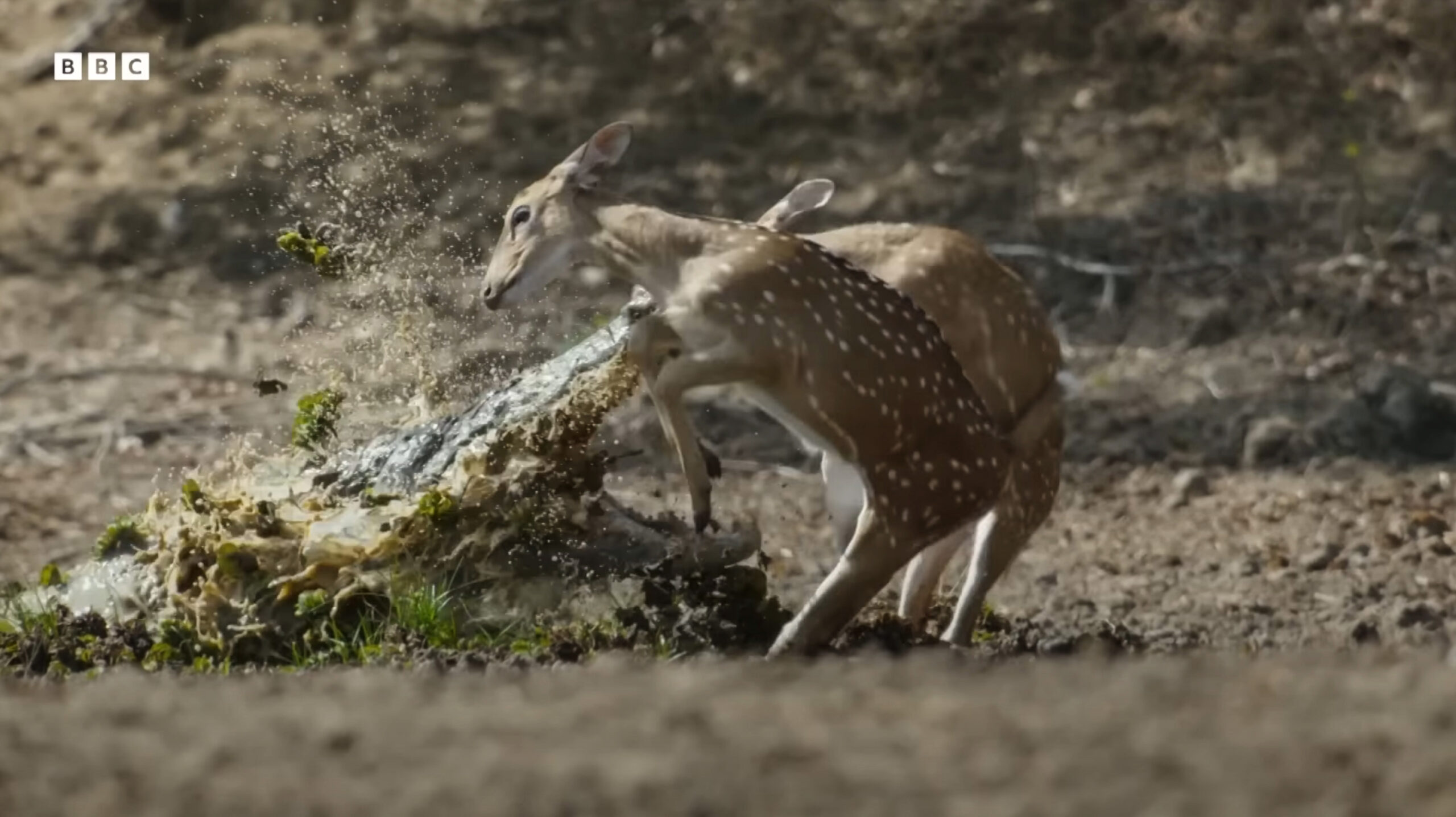 Planet Earth III: Intervju med skaperne