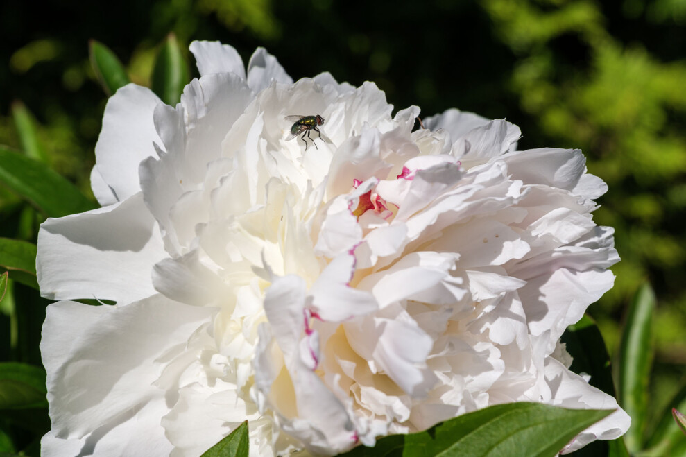 XF16-50 macro