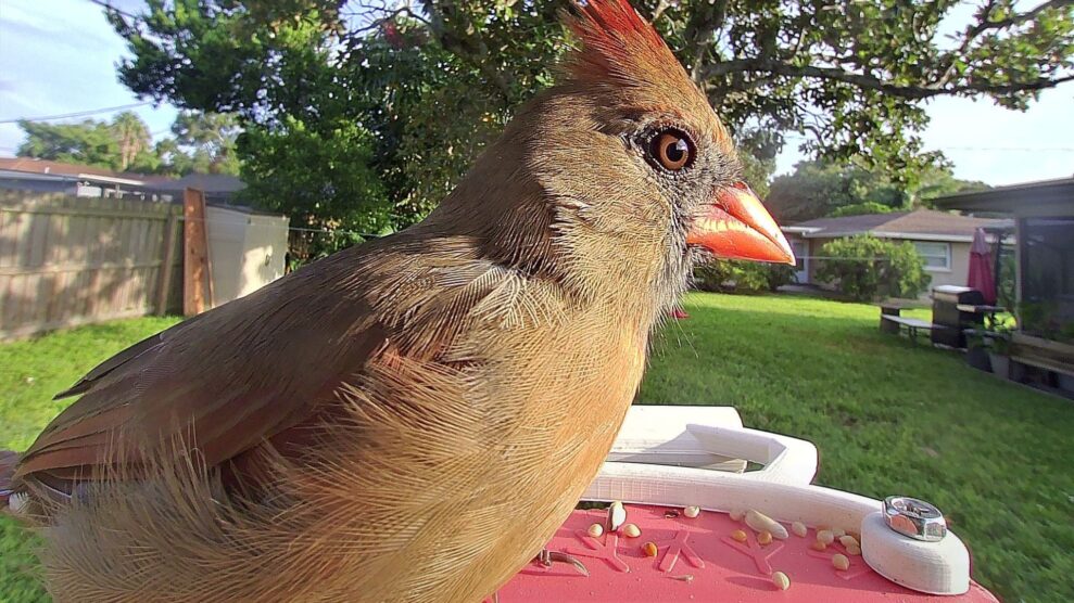 Bird Buddy Smart Bird Feeder PRO Solar 1 Bird Buddy Smart Bird Feeder PRO Solar 1