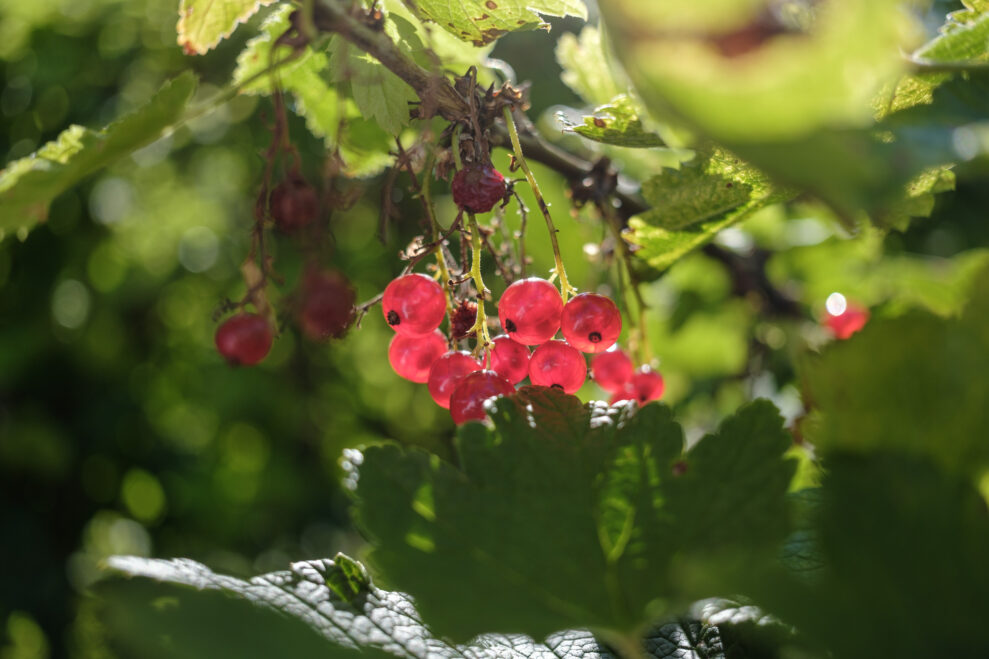 Fujifilm X-E5_ProNegHi