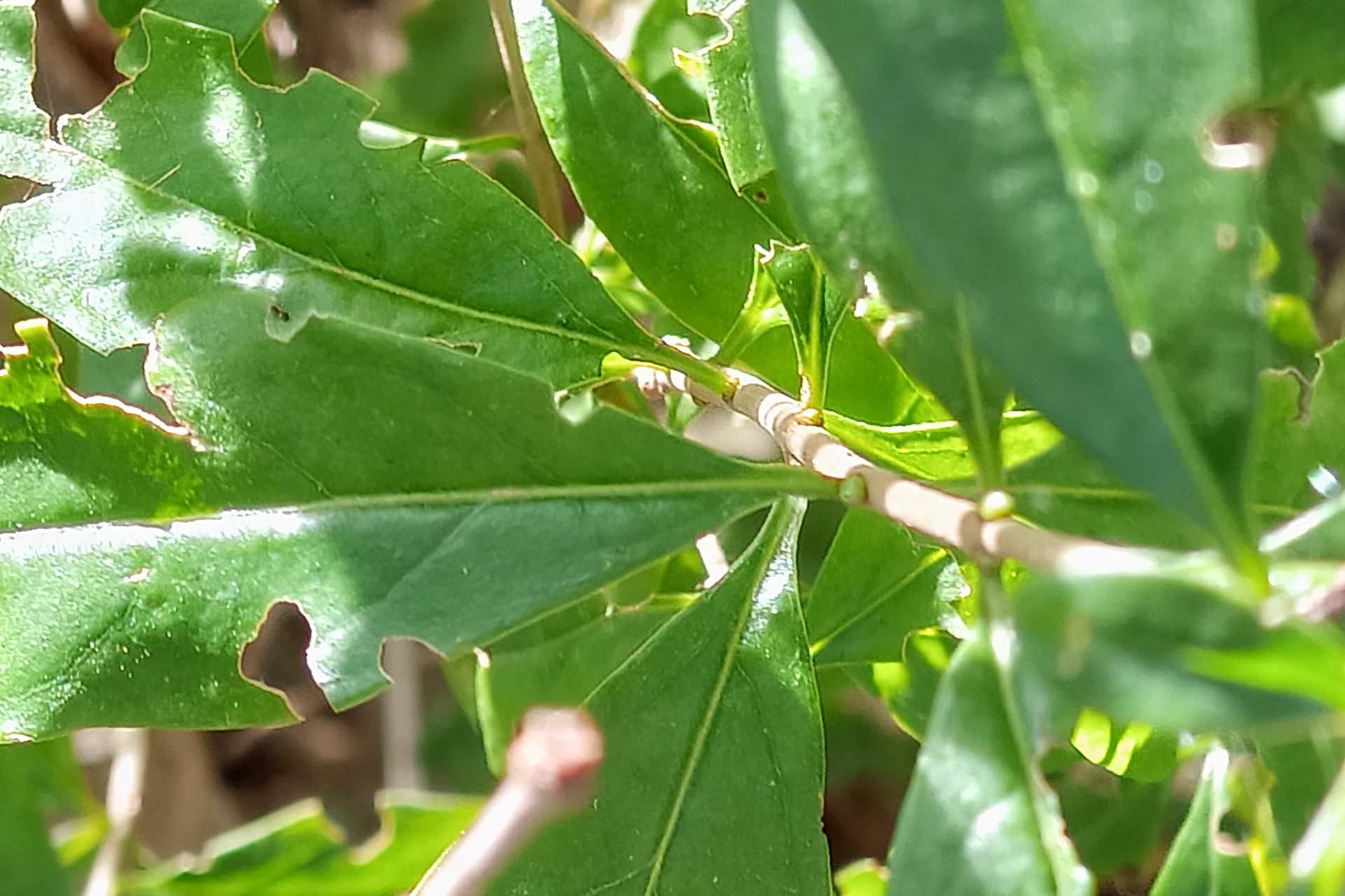 TCL Nxtpaper 60 Ultra 6 TCL Nxtpaper 60 Ultra 6