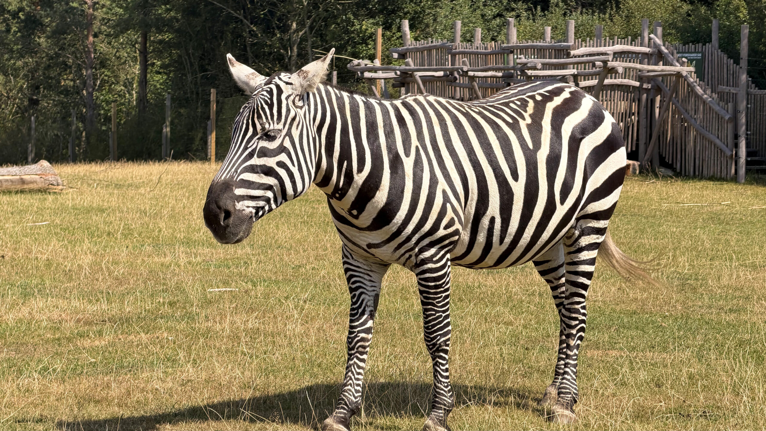Til Legoland på ett ladestopp 9 Givskud Zoo Zebra