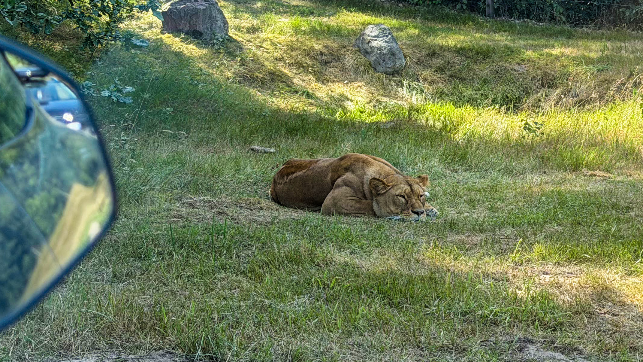 Til Legoland på ett ladestopp 10 Givskud Zoo lion