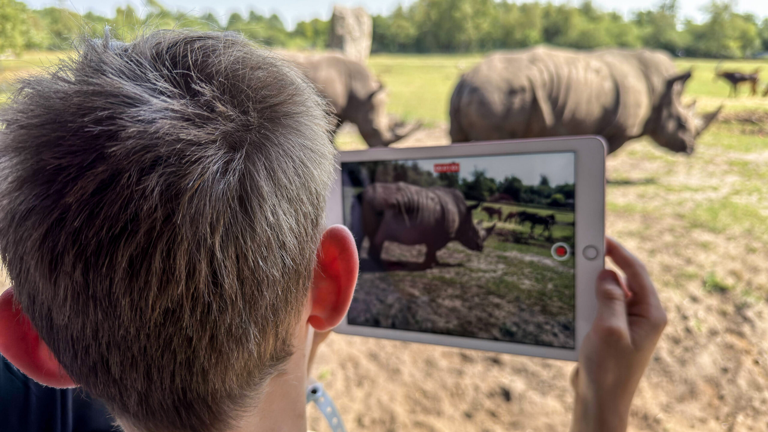 Til Legoland på ett ladestopp 11 Givskud Zoo rhino
