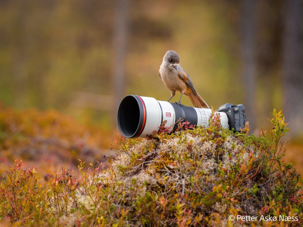 Sony FE 600MM F6.3 GM OSS og FE 400MM F4.5 GM OSS lansert 3